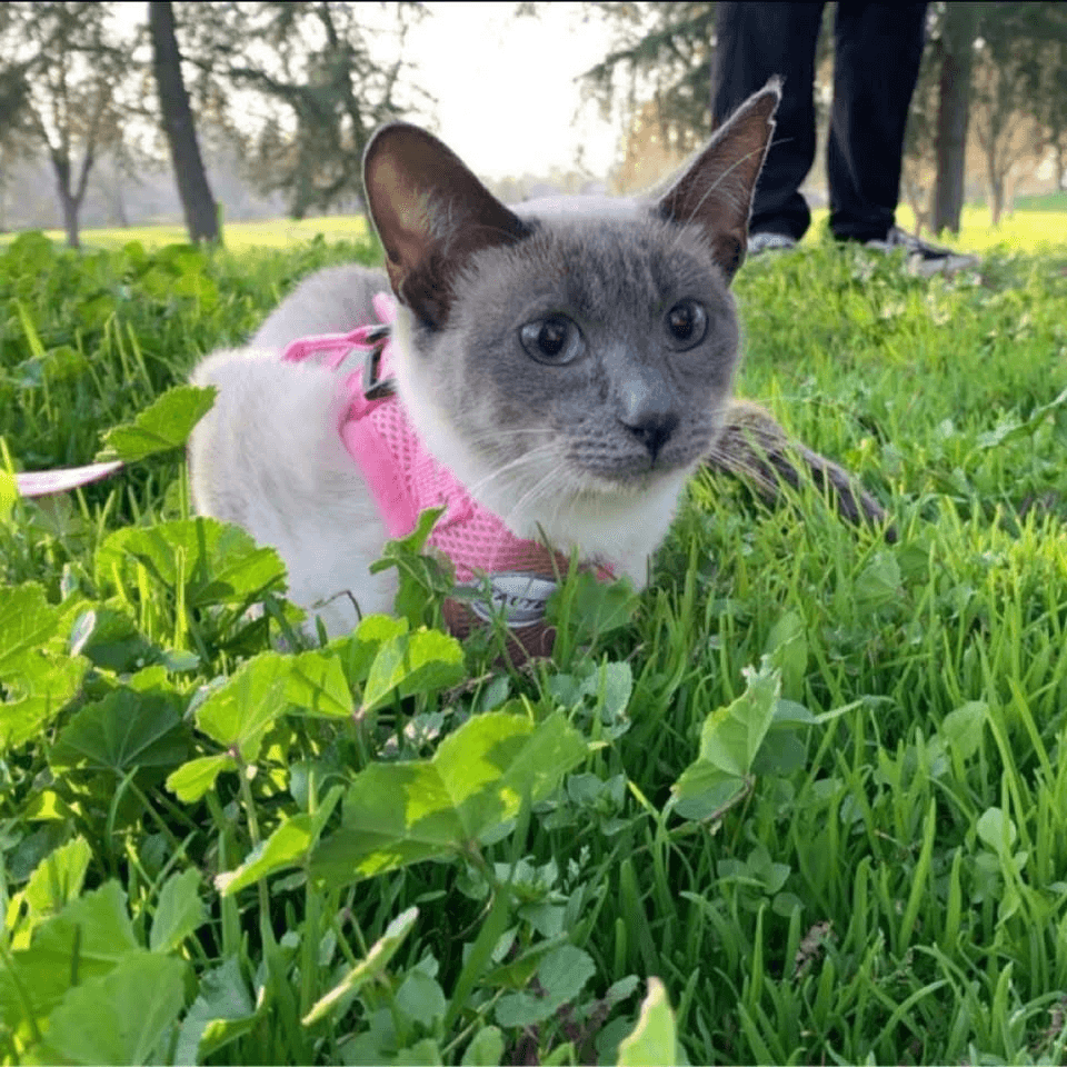 Khaleesi, a blue-eyed Siamese cat wearing a pink harness while resting in sunlit grass